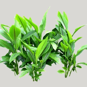 ͼʦģֲģȫ20221818