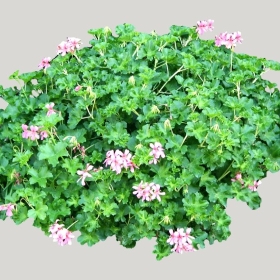 ͼʦģֲģȫ20221446