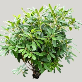 ͼʦģֲģȫ20222113