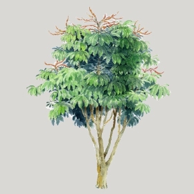 ͼʦģֲģȫ20222604