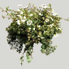 ͼʦģֲģȫ20221391