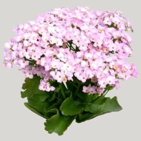 ͼʦģֲģȫ20221755