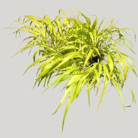 ͼʦģֲģȫ20221740