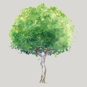 ͼʦģֲģȫ20222550