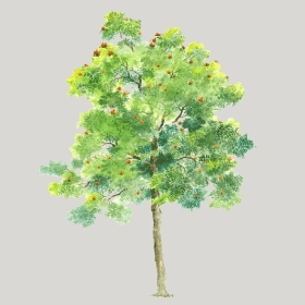 ͼʦģֲģȫ20222555