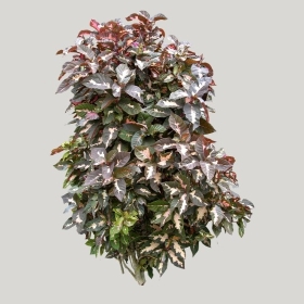 ͼʦģֲģȫ20221778