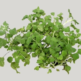 ͼʦģֲģȫ20221619