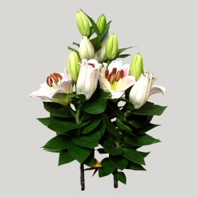 ͼʦģֲģȫ20222033