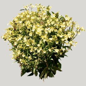 ͼʦģֲģȫ20221352