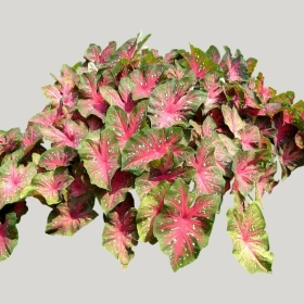 ͼʦģֲģȫ20221171