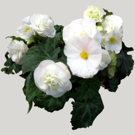 ͼʦģֲģȫ20221367