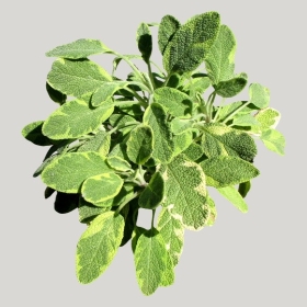 ͼʦģֲģȫ20221537