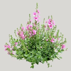 ͼʦģֲģȫ20221069