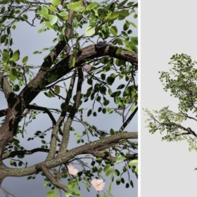 Speedtree APPLE: DESKTOP FIELD