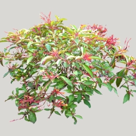 ͼʦģֲģȫ20221672