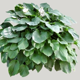 ͼʦģֲģȫ20221663