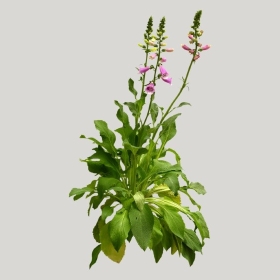 ͼʦģֲģȫ20221073