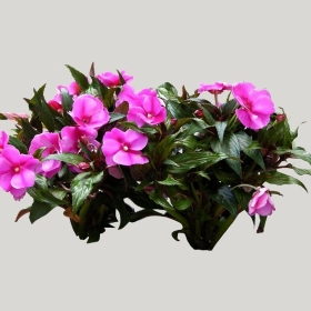 ͼʦģֲģȫ20221698