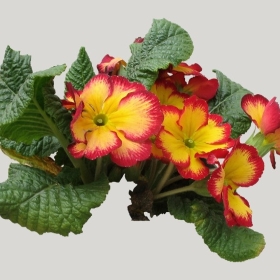 ͼʦģֲģȫ20221138