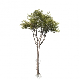 SpeedTree 8 ACACIA: JUNGLE Ͻ