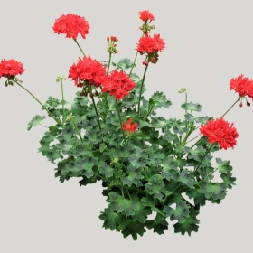 ͼʦģֲģȫ20221155