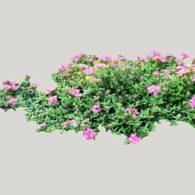 ͼʦģֲģȫ20221717