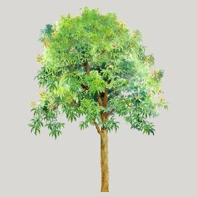 ͼʦģֲģȫ20222583