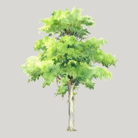 ͼʦģֲģȫ20222495