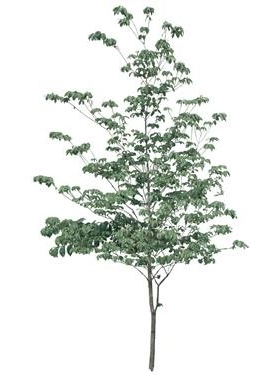 720úMtree17