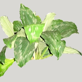 ͼʦģֲģȫ20222098