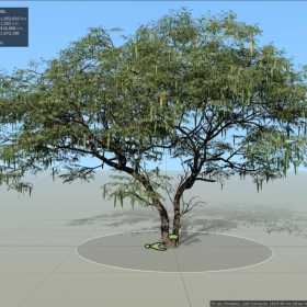 Mesquite_Honey_Field 4