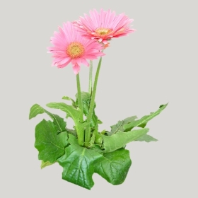 ͼʦģֲģȫ20221472