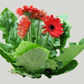 ͼʦģֲģȫ20221456