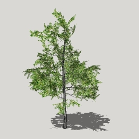 ͼʦģֲģȫ20221255