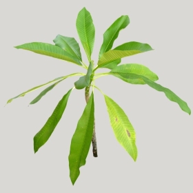 ͼʦģֲģȫ20222219