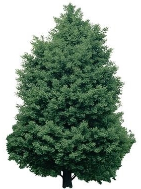 720úLtree14