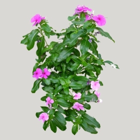 ͼʦģֲģȫ20221864