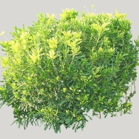 ͼʦģֲģȫ20221002