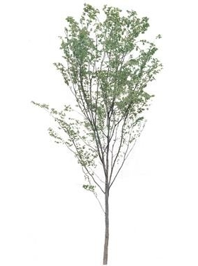 720úMtree02