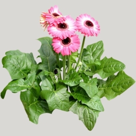 ͼʦģֲģȫ20221478