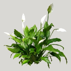 ͼʦģֲģȫ20222097