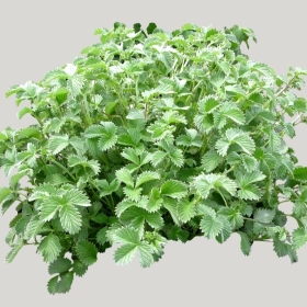 ͼʦģֲģȫ20221605