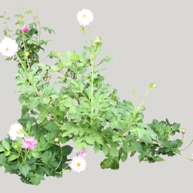 ͼʦģֲģȫ20221033