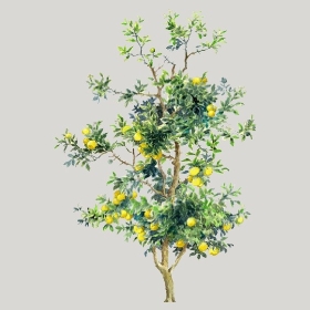 ͼʦģֲģȫ20222564