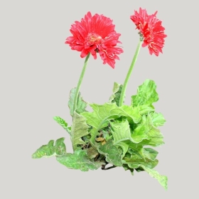 ͼʦģֲģȫ20221458