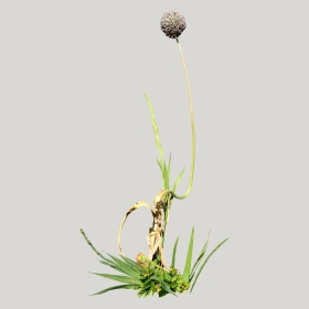 ͼʦģֲģȫ20221495