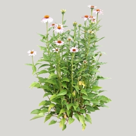 ͼʦģֲģȫ20222244