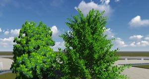 Lumion 鹅掌楸，拉丁学名：Liriodendron chinense (Hemsl.) Sarg.