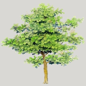 ͼʦģֲģȫ20222571