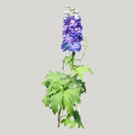 ͼʦģֲģȫ20221811